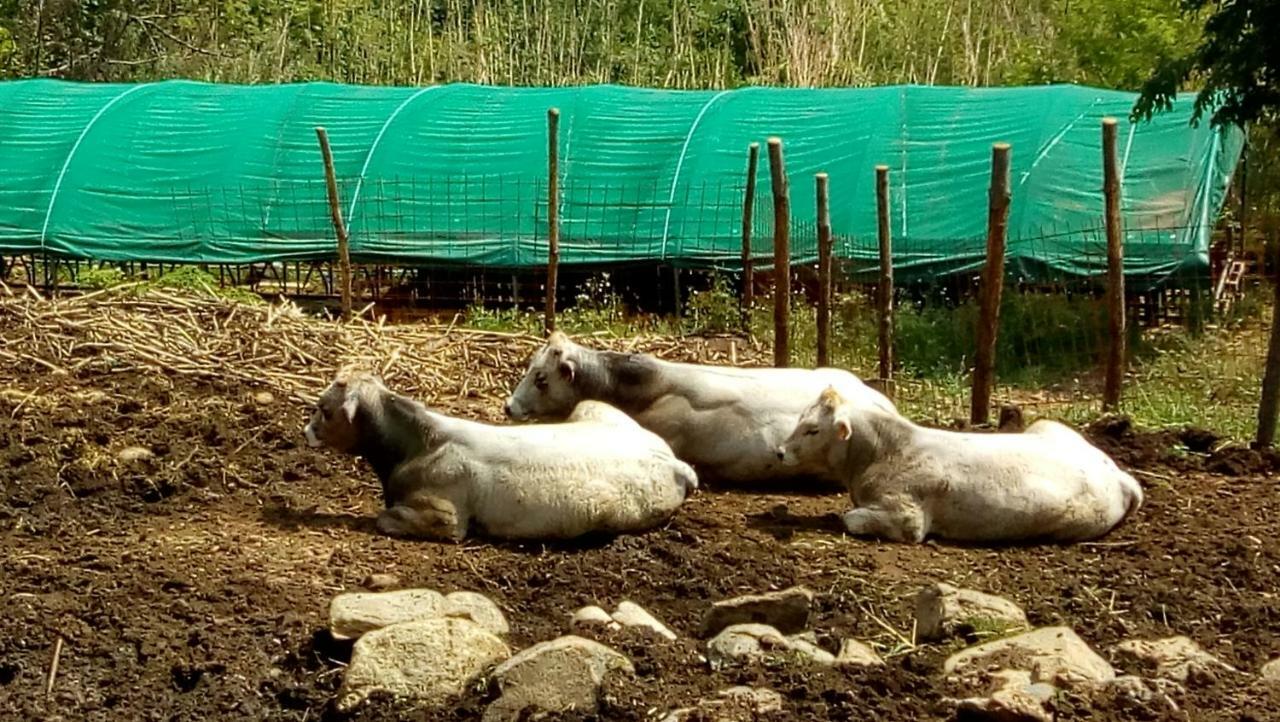 Agriturismo Fattoria Montecontessa Villa Генуа Екстериор снимка